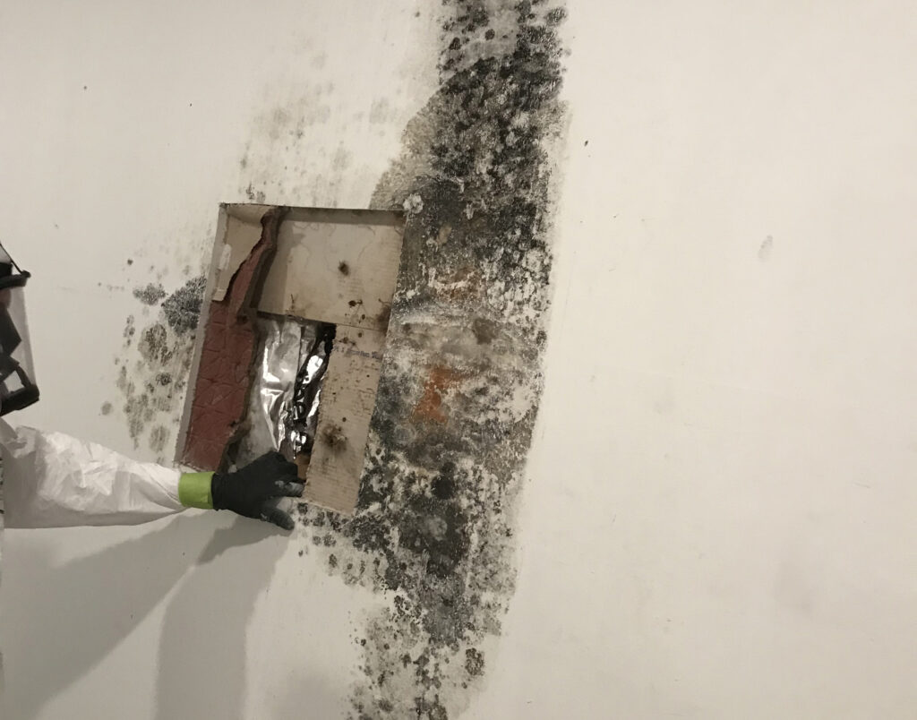 mold remediation