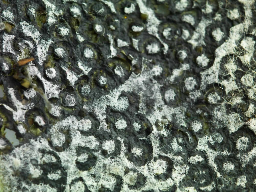 detail of a mold texture