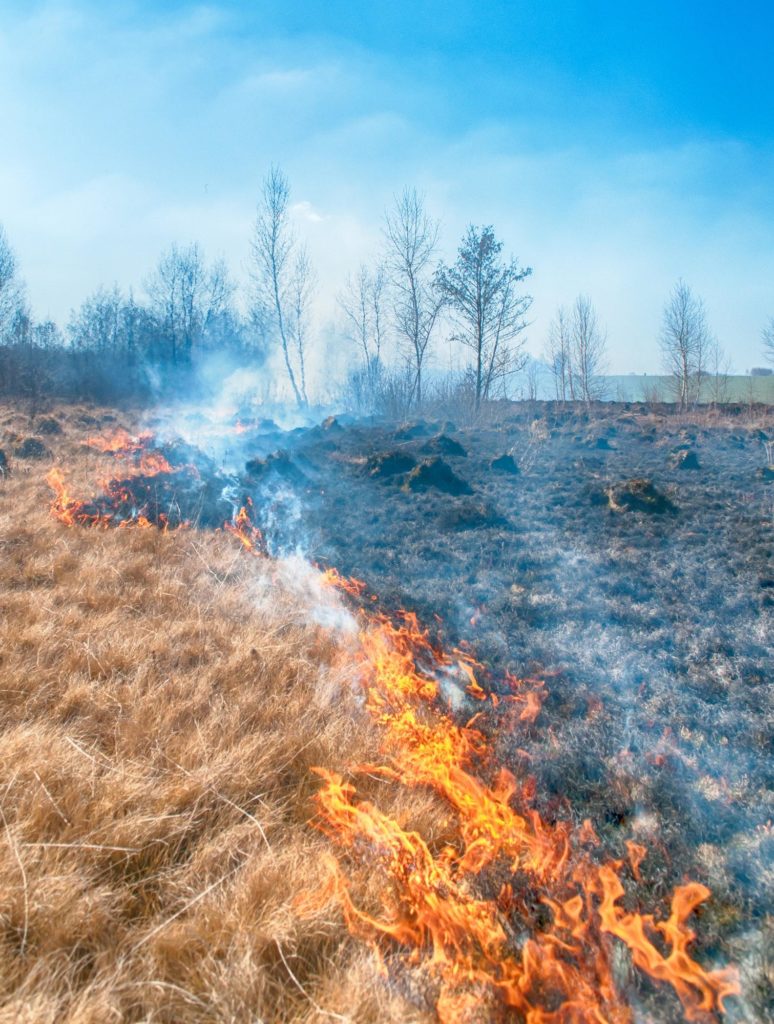 Brush Fire Damage